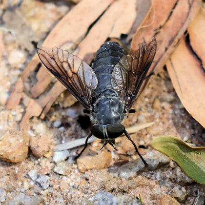 Tabanidae sp Fly (Tabanidae sp)